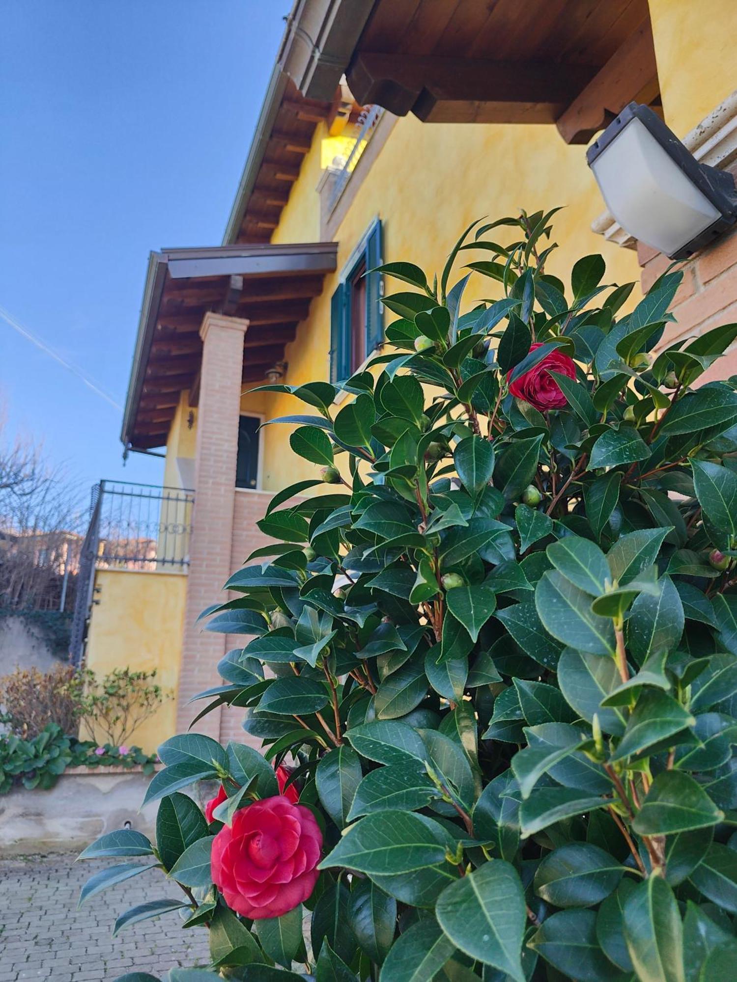B&B Camera Delle Camelie 帕莱斯特里纳 外观 照片